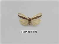 藏品(雙分苔蛾)的圖片